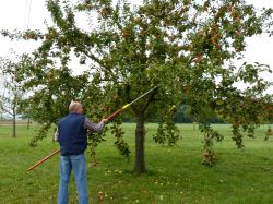 Obsternte Und Maischen 2012 04